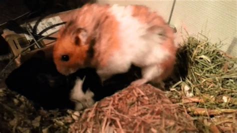 videos xxx hamster